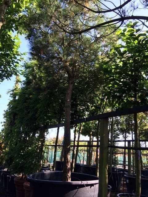 Parasolden Op Stam (Pinus Pinea) 10 Parasolden Op Stam (Pinus Pinea) - Afbeelding 10