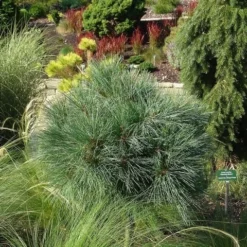 Bergden (Pinus Strobus 'Radiata') -Tuinplantenwinkel pinus strobus radiata 1