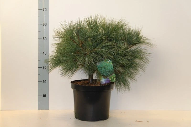 Bergden (Pinus Strobus 'Radiata') 2 Bergden (Pinus Strobus 'Radiata') - Afbeelding 2