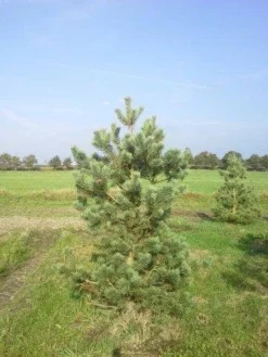 Grove Den, Solitair (Pinus Sylvestris) 22 Grove Den, Solitair (Pinus Sylvestris) -Tuinplantenwinkel pinus sylvestris 200