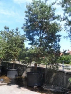 Grove Den, Solitair (Pinus Sylvestris) 24 Grove Den, Solitair (Pinus Sylvestris) -Tuinplantenwinkel pinus sylvestris 350 400 450 c1000