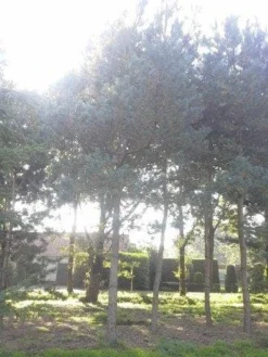 Grove Den (Pinus Sylvestris) -Tuinplantenwinkel pinus sylvestris 60 70 2