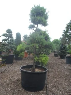 Grove Den Als Bonsai (Pinus Sylvestris) -Tuinplantenwinkel pinus sylvestris bonsai c1000