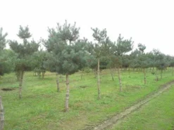 Grove Den (Pinus Sylvestris) -Tuinplantenwinkel pinus sylvestris opstam