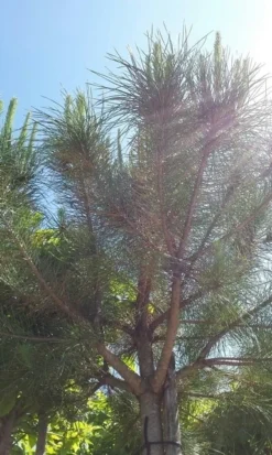 Parasolden (Pinus Pinea) -Tuinplantenwinkel pinuspinea01