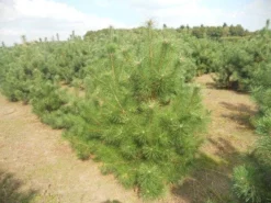 Grove Den, Solitair (Pinus Sylvestris) 19 Grove Den, Solitair (Pinus Sylvestris) -Tuinplantenwinkel pinussylv 125 150 13 9 2014