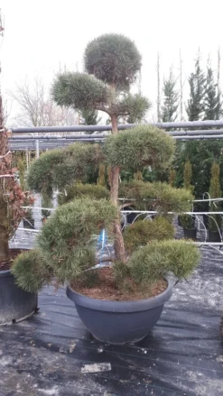 Grove Den Als Bonsai (Pinus Sylvestris) -Tuinplantenwinkel pinussylvestrisbonsai01