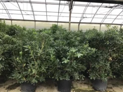 Australische Laurier (Pittosporum Tobira) -Tuinplantenwinkel pittosporum