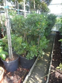 Australische Laurier (Pittosporum Tobira) -Tuinplantenwinkel pittosporum tobira 100 125 c50