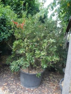 Australische Laurier (Pittosporum Tobira) -Tuinplantenwinkel pittosporum tobira 150 175 c130