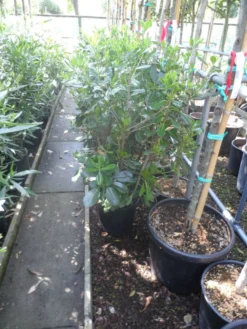 Australische Laurier (Pittosporum Tobira) -Tuinplantenwinkel pittosporum tobira c10