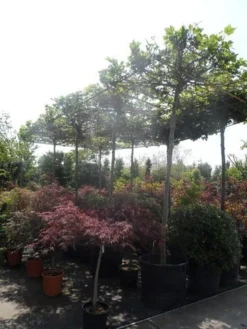 Dakplataan (Platanus Hispanica ) -Tuinplantenwinkel platanus acerifolia 20 25ho cont. dakvorm extra