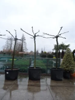 Dakplataan (Platanus Hispanica ) -Tuinplantenwinkel platanus acerifolia 25 30 35 dakvorm 1