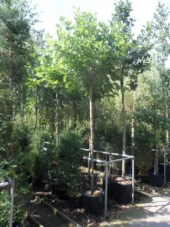 Bolplataan (Platanus 'Alphen's Globe') -Tuinplantenwinkel platanus acerifolia alphen s globe 12 14ho cont. 1