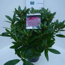 Rhododendron (Rhododendron 'Polarnacht') -Tuinplantenwinkel polarnacht c5 zij 1