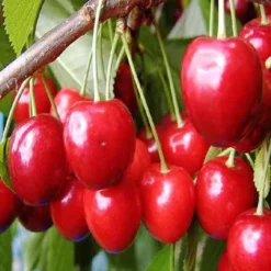 Kersenboom (Prunus Avium 'Hedelfinger Riesenkirsche') -Tuinplantenwinkel prahries 3