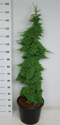 Jeneverbes (Juniperus Procumbens 'Nana') -Tuinplantenwinkel procumbensnana100 125