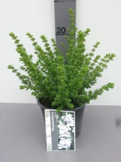 Prostanthera (Prostanthera Cuneata) 10 Prostanthera (Prostanthera Cuneata) -Tuinplantenwinkel prostanthera cuneata