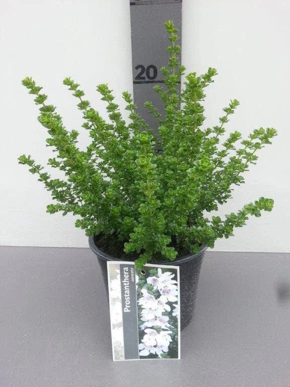 Prostanthera (Prostanthera Cuneata) 4 Prostanthera (Prostanthera Cuneata) - Afbeelding 4