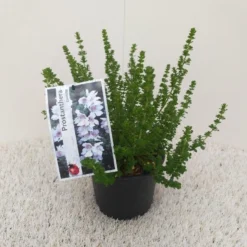 Prostanthera (Prostanthera Cuneata) 13 Prostanthera (Prostanthera Cuneata) -Tuinplantenwinkel prostanthera cuneata 1