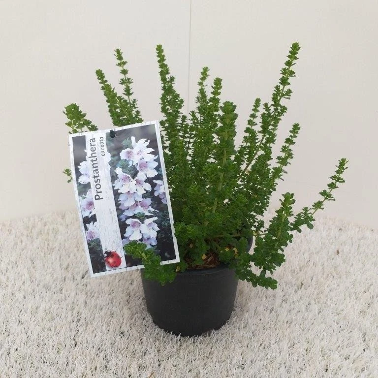 Prostanthera (Prostanthera Cuneata) 7 Prostanthera (Prostanthera Cuneata) - Afbeelding 7