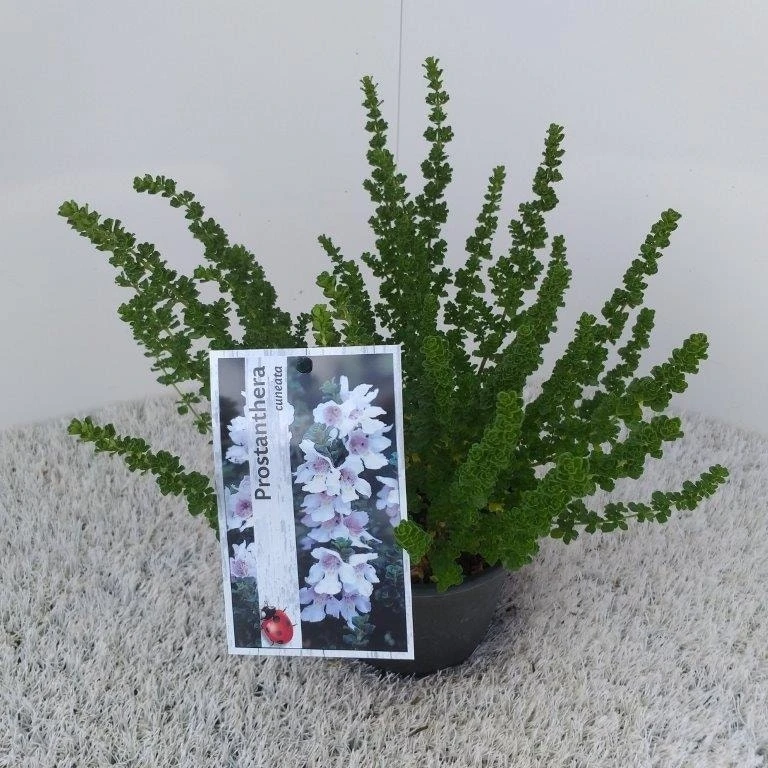 Prostanthera (Prostanthera Cuneata) 6 Prostanthera (Prostanthera Cuneata) - Afbeelding 6