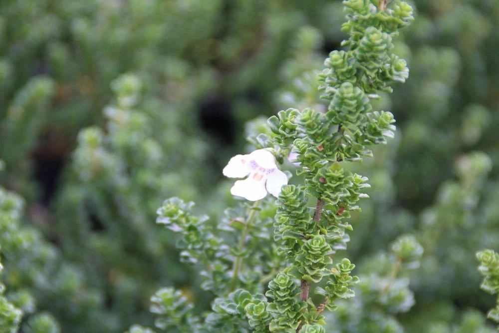 Prostanthera (Prostanthera Cuneata) 2 Prostanthera (Prostanthera Cuneata) - Afbeelding 2