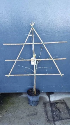 Lei-Pruim (Prunus Domestica 'Monsieur Hatif')