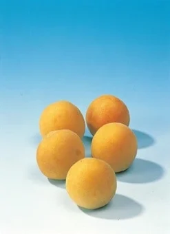 Pruimenboom (Prunus Domestica 'Mirabelle De Nancy') -Tuinplantenwinkel pruim mirabelle de nancy 1