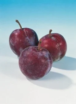 Pruimenboom (Prunus Domestica 'Opal') -Tuinplantenwinkel pruim opal 1