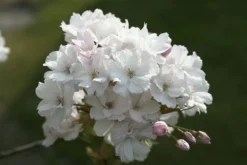 Japanse Sierkers Als Struik (Prunus Serrulata 'Amanogawa')
