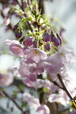 Japanse Sierkers (Prunus 'Accolade') 5 Japanse Sierkers (Prunus 'Accolade') -Tuinplantenwinkel prunus accolade02 1 1