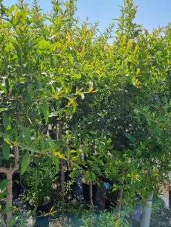 Abrikoos Als Halfstam (Prunus Armeniaca 'Antonio Errani') 7 Abrikoos Als Halfstam (Prunus Armeniaca 'Antonio Errani') -Tuinplantenwinkel prunus armeniaca antonio errani 2 1