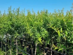 Abrikoos Als Halfstam (Prunus Armeniaca 'Antonio Errani') 6 Abrikoos Als Halfstam (Prunus Armeniaca 'Antonio Errani') -Tuinplantenwinkel prunus armeniaca antonio errani 3 1