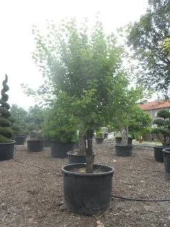 Abrikozenboom (Prunus Armeniaca) 9 Abrikozenboom (Prunus Armeniaca) -Tuinplantenwinkel prunus armeniaca halfstam c750 1