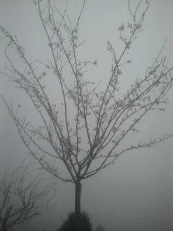 Japanse Sierkers (Prunus Subhirtella 'Autumnalis') -Tuinplantenwinkel prunus autumnalis 1