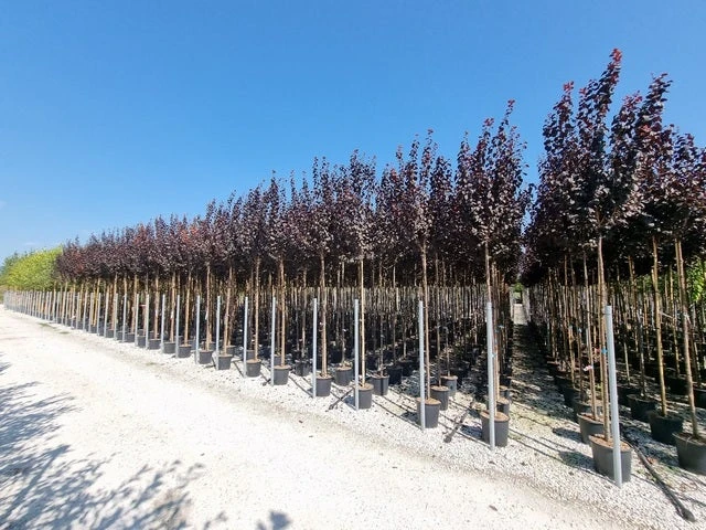 Rode Kerspruim Als Boom (Prunus Cerasifera 'Nigra') 2 Rode Kerspruim Als Boom (Prunus Cerasifera 'Nigra') - Afbeelding 2