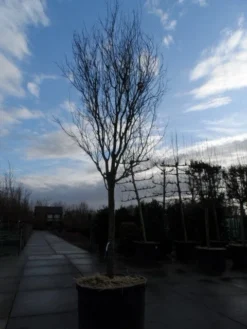 Rode Kerspruim Als Boom (Prunus Cerasifera 'Nigra') 17 Rode Kerspruim Als Boom (Prunus Cerasifera 'Nigra') -Tuinplantenwinkel prunus cer. nigra 35 40