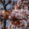 Rode Kerspruim Als Boom (Prunus Cistena)