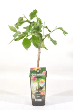 Pruimenboom (Prunus Domestica 'Victoria') -Tuinplantenwinkel prunus dom. victoria rp2l pruim laat zoet rood