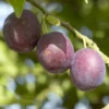 Pruimenboom (Prunus Domestica 'Anna Spath')