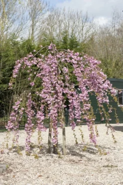 Japanse Treursierkers (Prunus Serrulata 'Kiku-shidare')