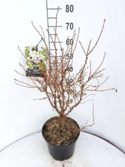 Sierkers (Prunus Incisa 'Kojou-no-mai') -Tuinplantenwinkel prunus kojou no mai 60 70 cm c10 v01 1