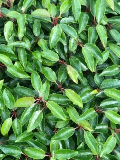 Portugese Laurier Als Grote Bolvorm (Prunus Lusitanica 'Angustifolia') 11 Portugese Laurier Als Grote Bolvorm (Prunus Lusitanica 'Angustifolia') -Tuinplantenwinkel prunus l. angustifolia blad 3