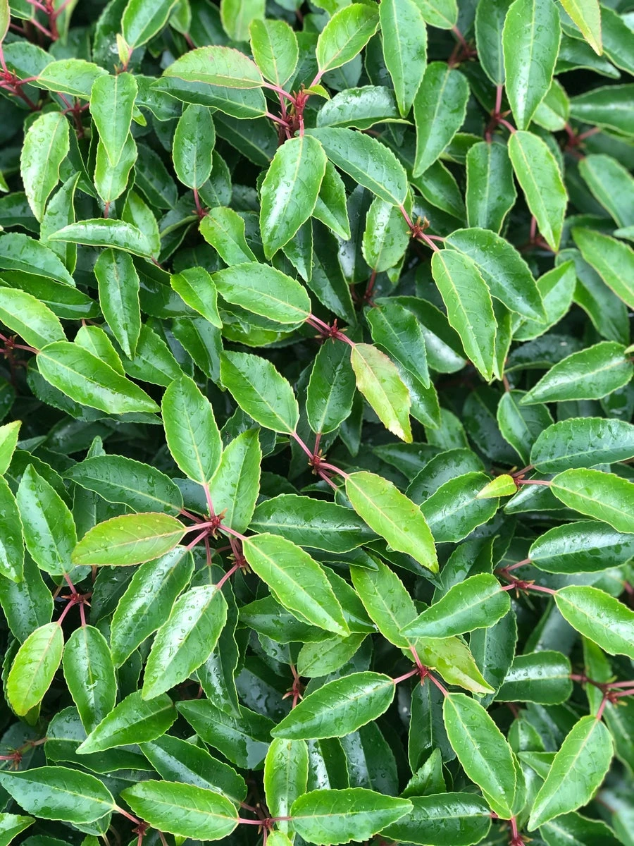 Portugese Laurier Als Grote Bolvorm (Prunus Lusitanica 'Angustifolia') 6 Portugese Laurier Als Grote Bolvorm (Prunus Lusitanica 'Angustifolia') - Afbeelding 6