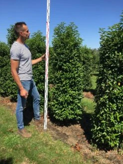 Grote Portugese Laurier (Prunus Lusitanica 'Angustifolia') -Tuinplantenwinkel prunus l ang 175200 2