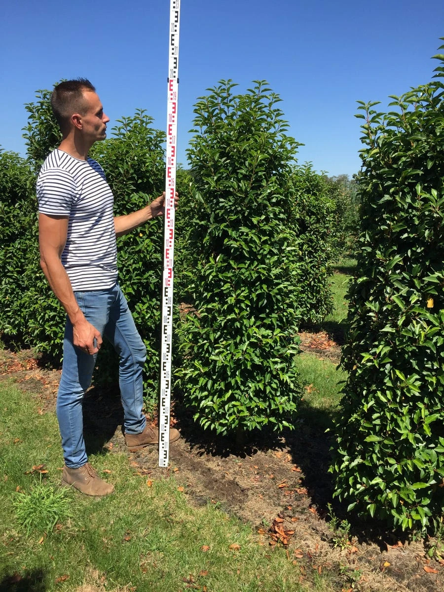 Grote Portugese Laurier (Prunus Lusitanica 'Angustifolia') 3 Grote Portugese Laurier (Prunus Lusitanica 'Angustifolia') - Afbeelding 3