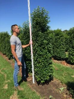 Grote Portugese Laurier (Prunus Lusitanica 'Angustifolia') -Tuinplantenwinkel prunus l ang 200250 2