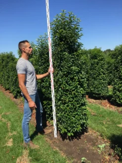 Grote Portugese Laurier (Prunus Lusitanica 'Angustifolia') -Tuinplantenwinkel prunus l ang 200250