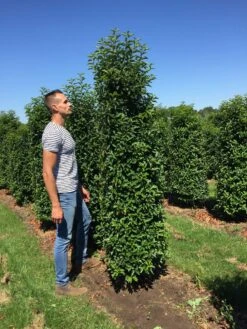 Grote Portugese Laurier (Prunus Lusitanica 'Angustifolia') 12 Grote Portugese Laurier (Prunus Lusitanica 'Angustifolia') -Tuinplantenwinkel prunus l ang 200250 2 1